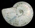 Silver Iridescent Ammonite - Madagascar #5210-1